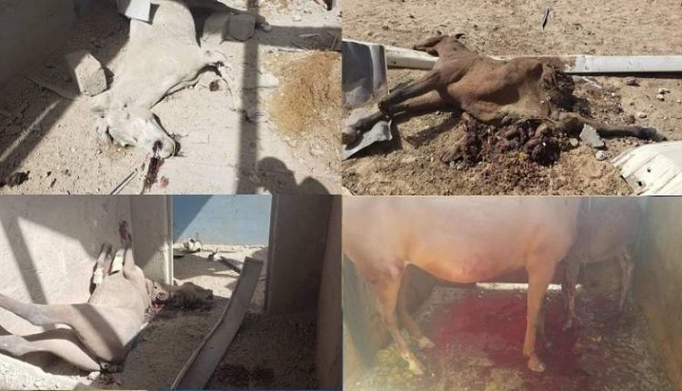 طيران العدوان يستهدف اسطبلات الخيول بالكلية الحربية وسقوط ضحايا